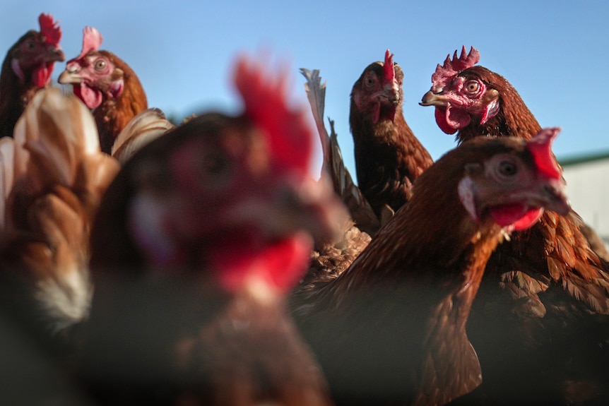Dozens of hens with glossy brown feathers and red plump combs under a clear blue sky.