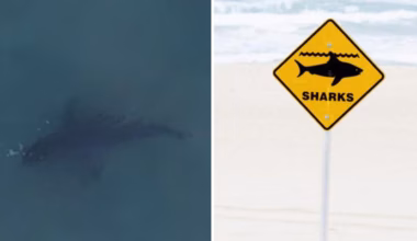 Bondi Beach shut again after another shark sighting in four days