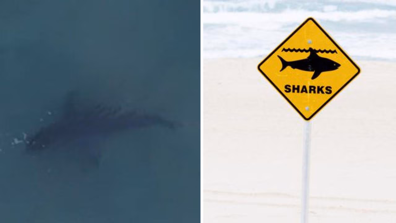Bondi Beach shut again after another shark sighting in four days