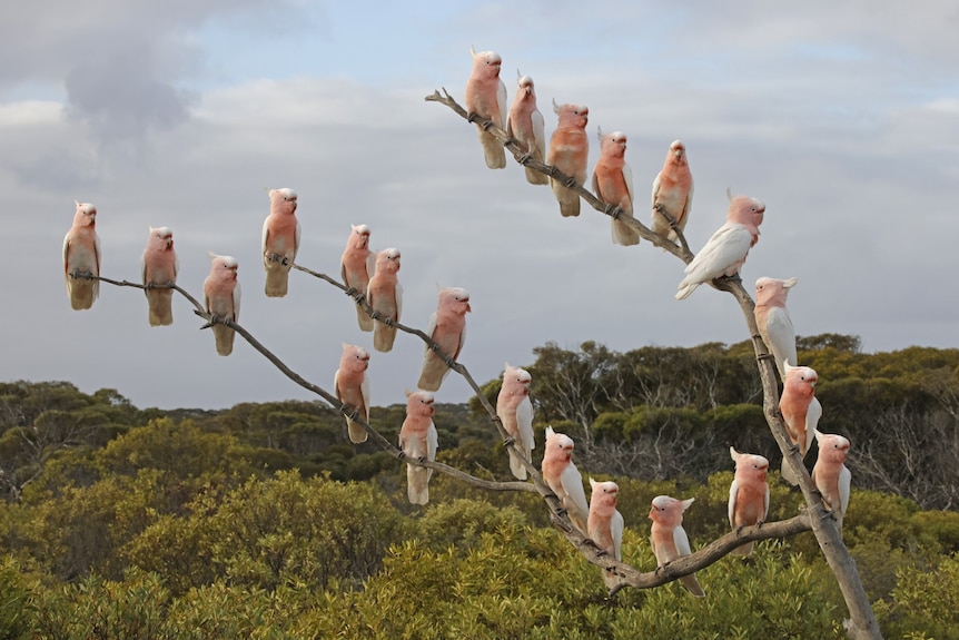 A large number of galas sitting on a branch