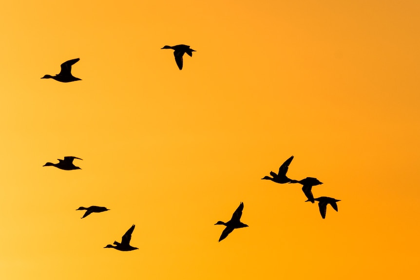 Nine flying ducks silhouetted against an orange sky.