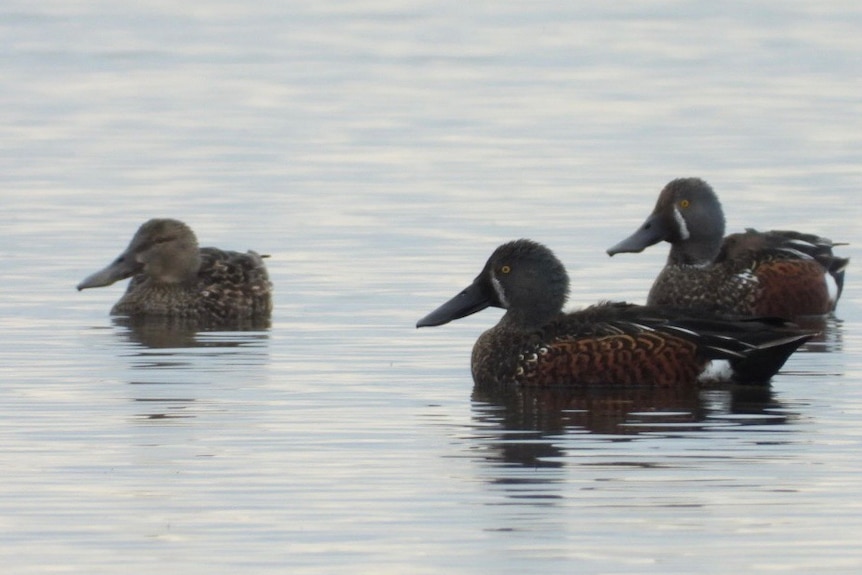Brown ducks with white markings and green head.