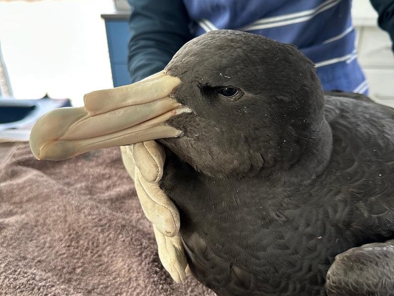 Two sick birds have breeding habitat on islands where the flu strain has killed thousands of seals. 