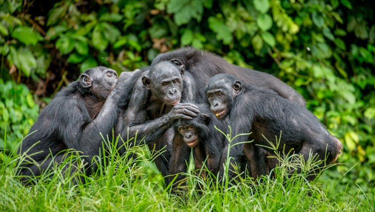 Group of bonobos huddle amid rainforest in the Democratic Republic of Congo.