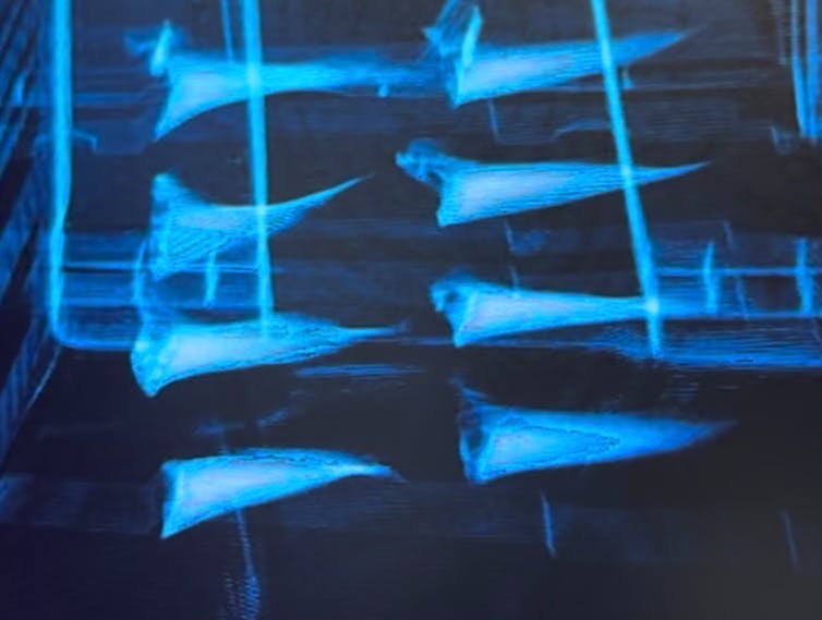 Eight fins illuminated in blue light.