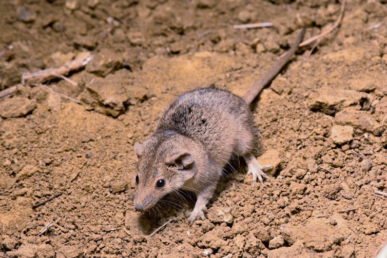 A tiny grey-coloured planigale, like a mouse, on a sandy floor.