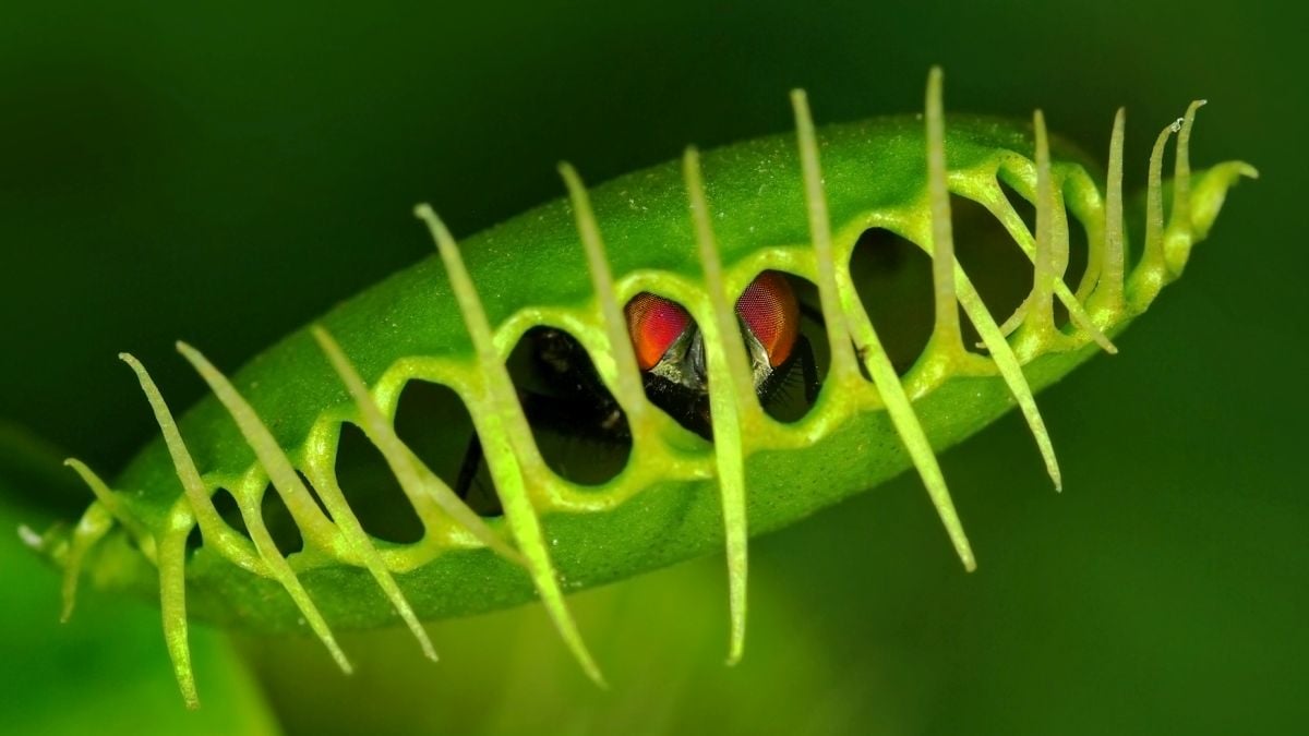 A close-up of a green Venus flytrap closing around a dark insect, with spiky teeth framing the trap.