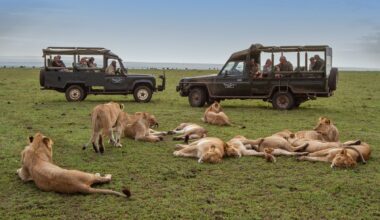 Wildlife photography legends Jonathan and Angela Scott share their tips for Safari Etiquette, promoting their new e-book