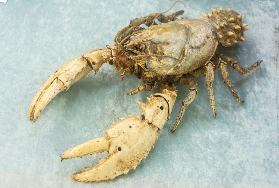 Close up of a Euastacus armatus crayfish.