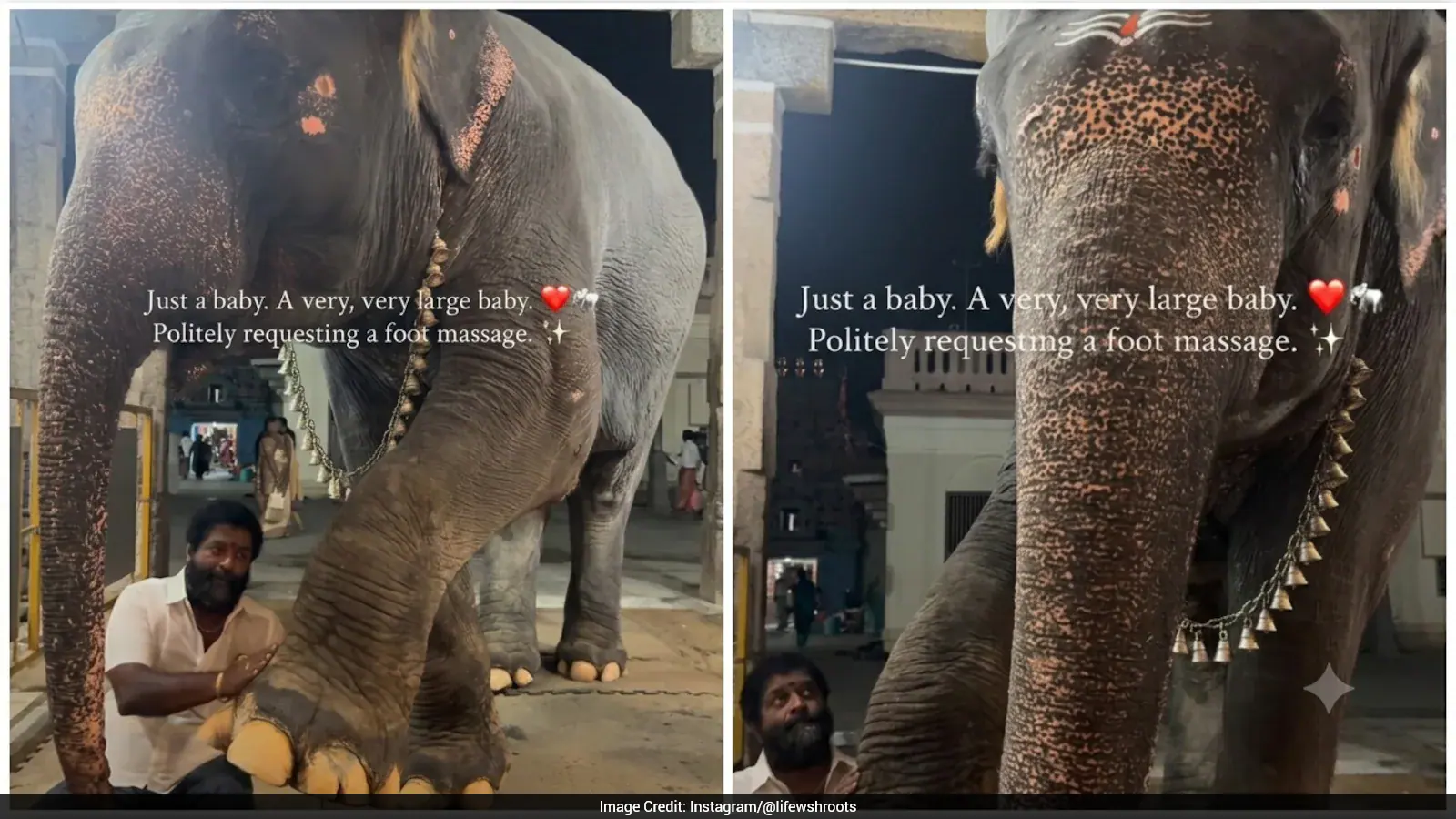 Watch: Adorable Elephant Receives Foot Massage At Tamil Nadu Temple