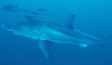 a huge great white shark suddenly appears in the Mediterranean