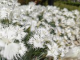 Daylight samples, main camera (1x) - 23mm, f/1.6, ISO 50, 1/6200s (4096x3072px) - Honor Magic V6 review