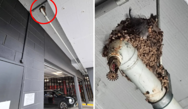 Discovery in Aussie shopping centre car park sparks call for help