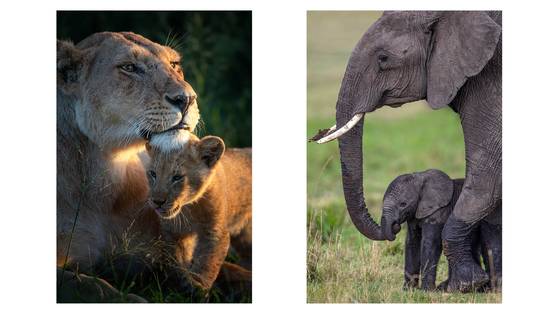 Photograph of a lion and a lion cub in the Maasai Mara (left), and an elephant and a baby elephant (right), both taken by wildlife photographer and conservationist Angela Scott