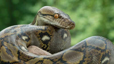 Heaviest snakes in the world: From green anacondas to giant pythons that rule the heavyweight reptile world
