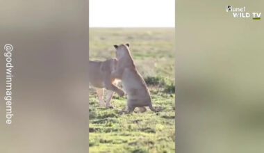 Playful Lion Cub Learns a Lesson From Mom