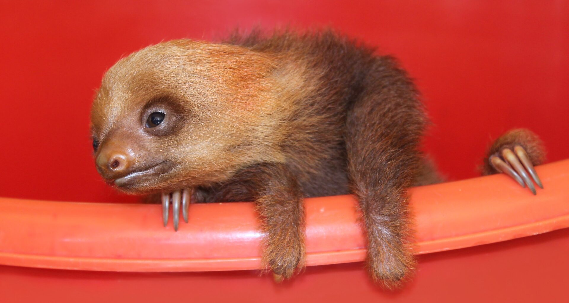 A close-up of a young sloth resting its paws on the edge of an orange container.