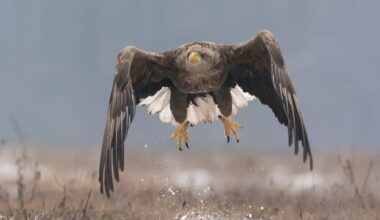 ‘Shock’ as rare white-tailed eagle born in UK disappears in suspicious circumstances