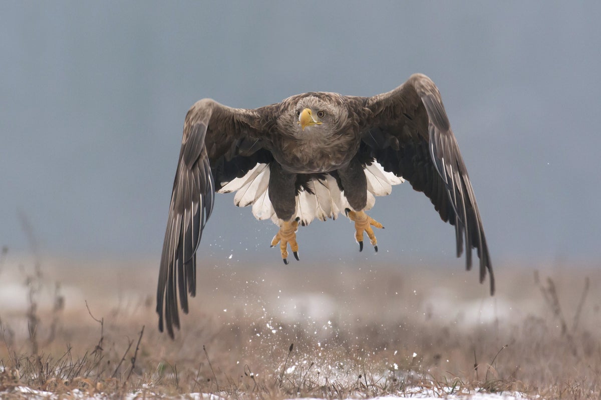 ‘Shock’ as rare white-tailed eagle born in UK disappears in suspicious circumstances
