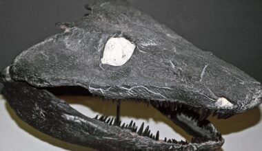 Image of the skull of a large, flat-headed animal with a toothy jaw.