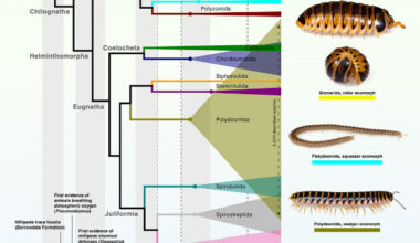 To date, 14,232 millipede species have been described, with at least as many still awaiting discovery. Image credit: Vasquez-Valverde et al., doi: 10.1016/j.cub.2026.05.035.