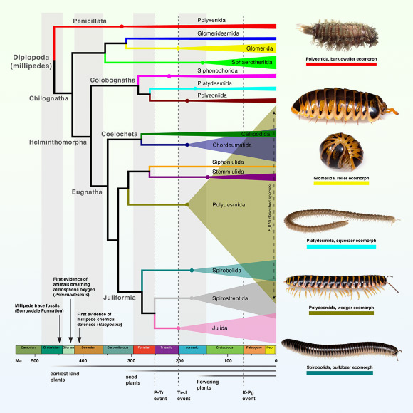 To date, 14,232 millipede species have been described, with at least as many still awaiting discovery. Image credit: Vasquez-Valverde et al., doi: 10.1016/j.cub.2026.05.035.