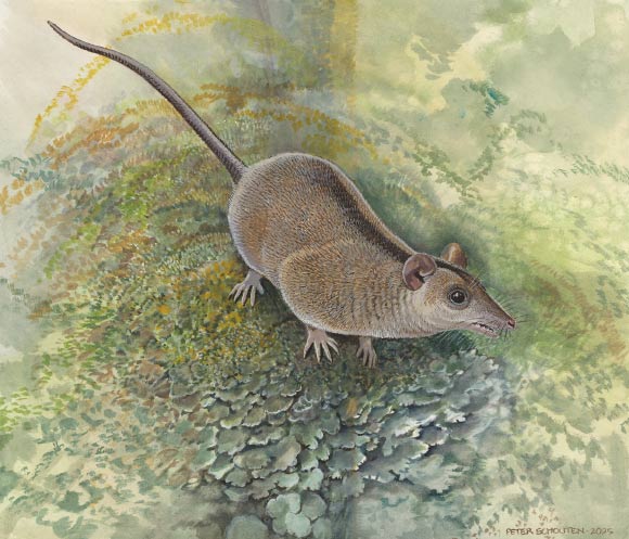 Reconstruction of Phantasmodon travouilloni in the Early Miocene rainforests of northwestern Queensland. Image credit: Peter Schouten.