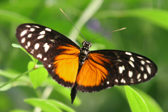 Heliconius hecale. Image credit: Robert Lawton / CC BY-SA 2.5.