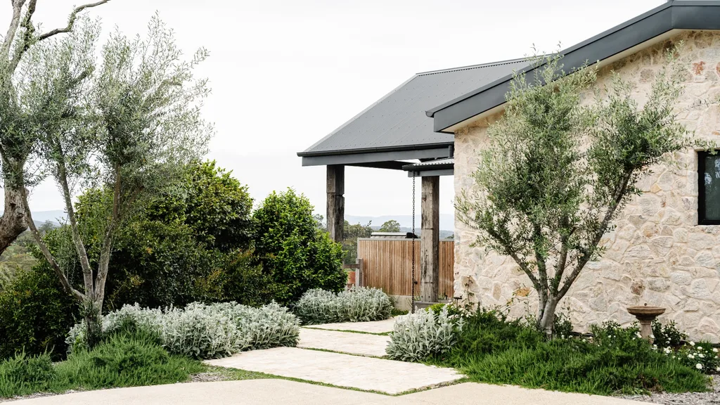 Olive trees, camellia, lamb’s ear, roses and prostrate rosemary fill the gardens.