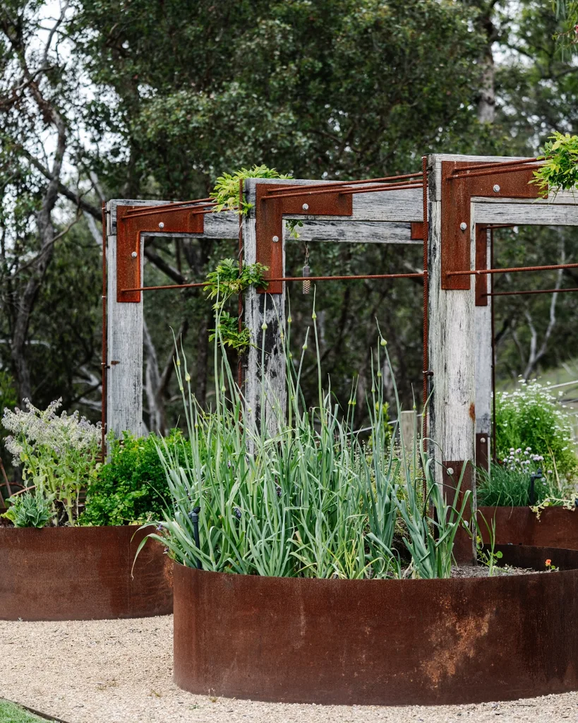 Leek, coriander, chives and parsley flourish in the vegie patch made with corten steel.