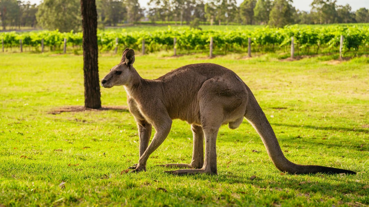 A kangaroo grazing on green grass in a vineyard with grapevines and trees.