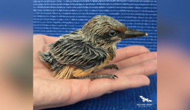 A bird that's extinct in the wild hatched at the National Aviary