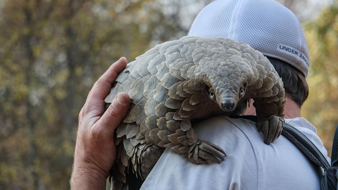 Pangolin: Kulu's Journey