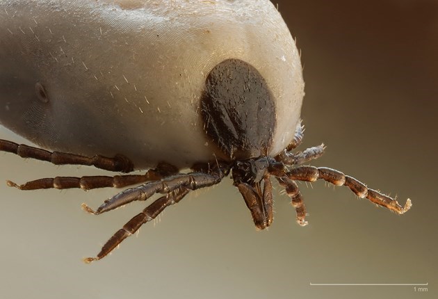Public health warns ticks are expanding into new areas across Ontario