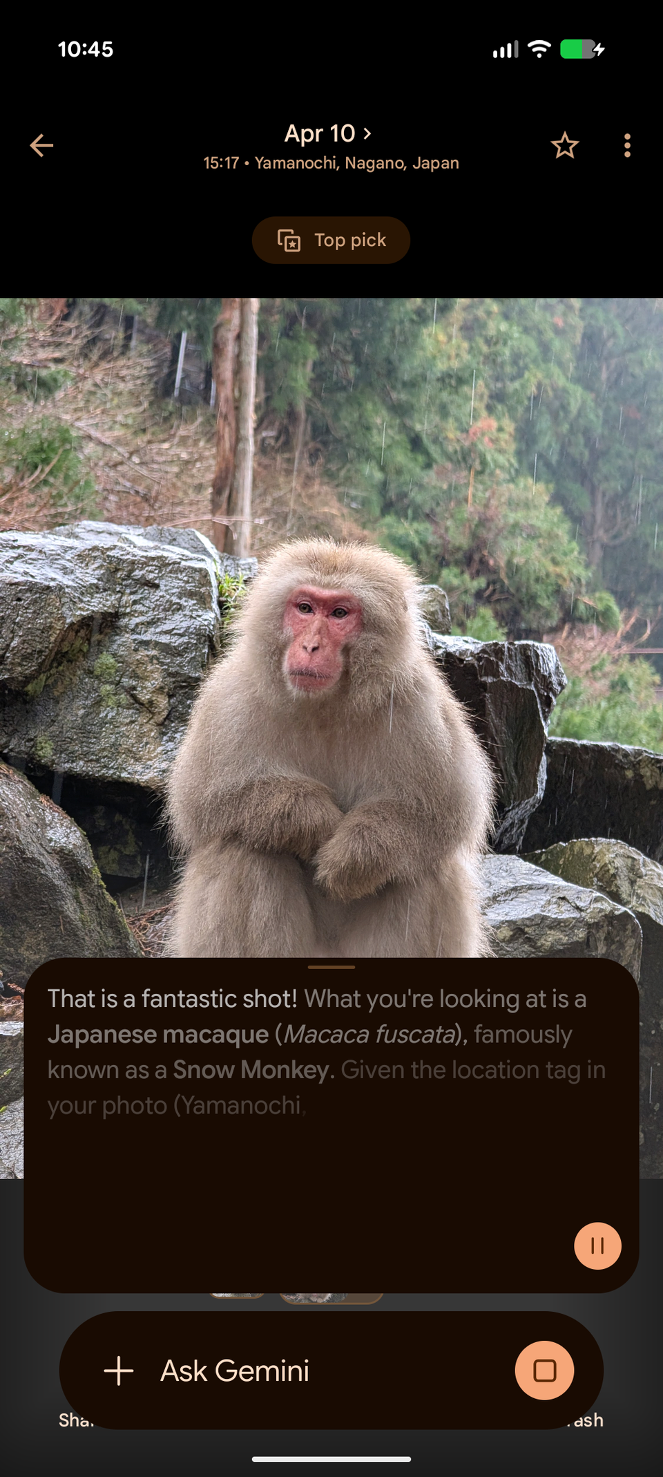 An image of a macaque snow monkey being analyzed by Ask Gemini
