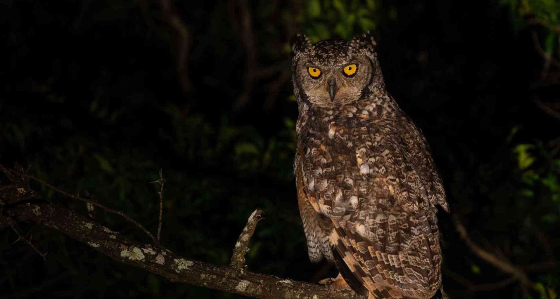 Moonlight may reveal why some owls hunt in a way others do not