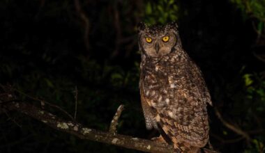 Moonlight may reveal why some owls hunt in a way others do not