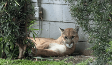 Mountain lion shows up in busy part of Pasadena, prompts road closures until it’s tranquilized – Pasadena Star News
