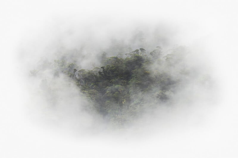 A dense, green rainforest canopy partially obscured by thick, white mist, creating a soft, dreamy atmosphere with trees barely visible through the fog.