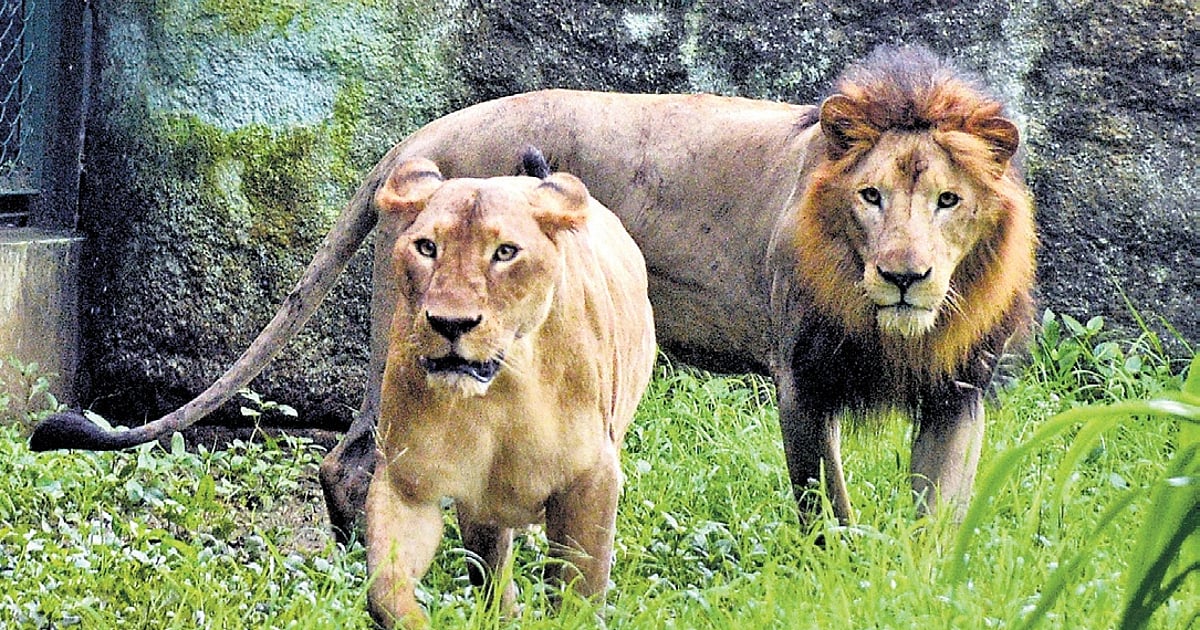 The Gir paradox: Why the world's only wild Asiatic lions face growing risks despite record numbers