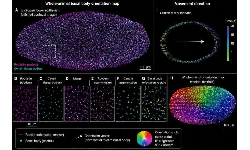 Thousands of ciliary basal bodies across the underside of Trichoplax are color-coded by their orientation, revealing a coordinated pattern that defines the animal's direction of movement. The overlaid vectors show how the microscopic "oars" align to steer the entire animal. Credit: generated by the author for illustrative purposes No Brain, No Nerves, No Problem: This Flat Ocean Animal 'Feels' a Touch and Crawls Away in Seconds