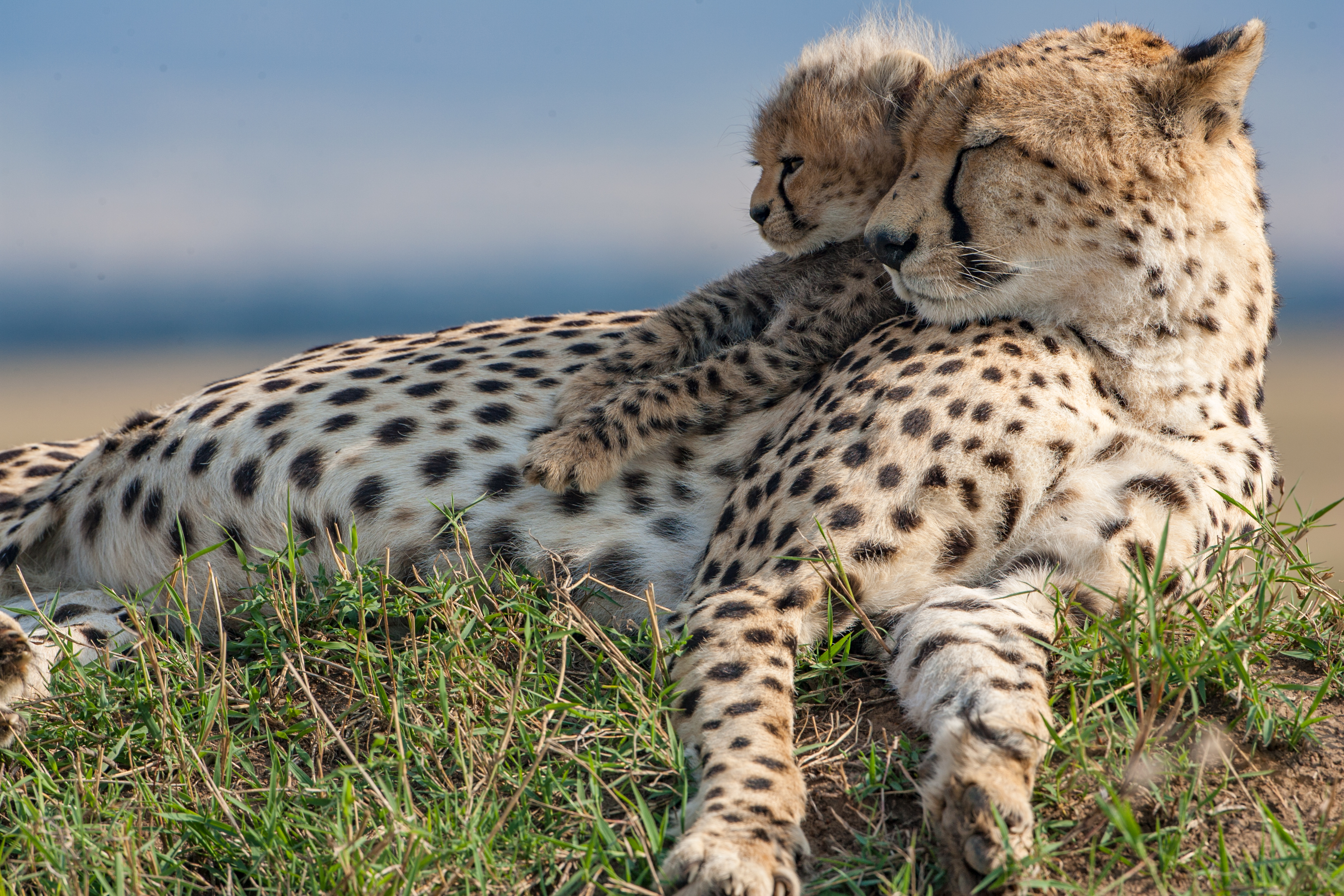 Photograph of a cheetah and a cheetah cub in the Maasai Mara, taken by wildlife photographer and conservationist Angela Scott
