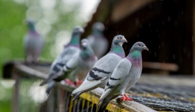 Pigeons may use magnetic immune cells to find their way home