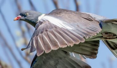 A Mysterious Quantum Compass May Be Hiding Inside Pigeons' Livers : ScienceAlert