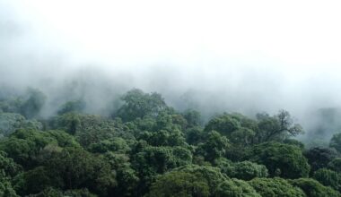 Two marsupial species once known to science only from fossils, and thought lost for more than 6,000 years, have been confirmed alive in the rainforests of New Guinea’s Vogelkop Peninsula — a discovery made possible by old museum specimens, rare field photographs, fossil fragments and the knowledge of Indigenous Tambrauw and Maybrat elders.