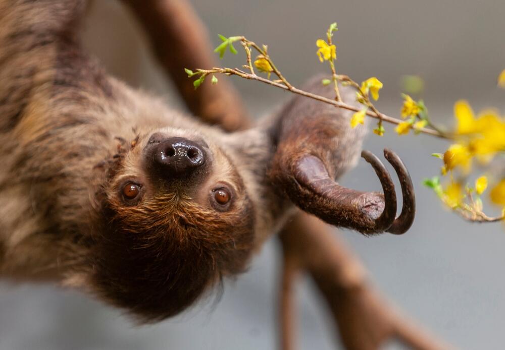 Linnaeus's two-toed sloth (Photo: EllyGri/Shutterstock) עצלן דו-אצבע של לינאוס
