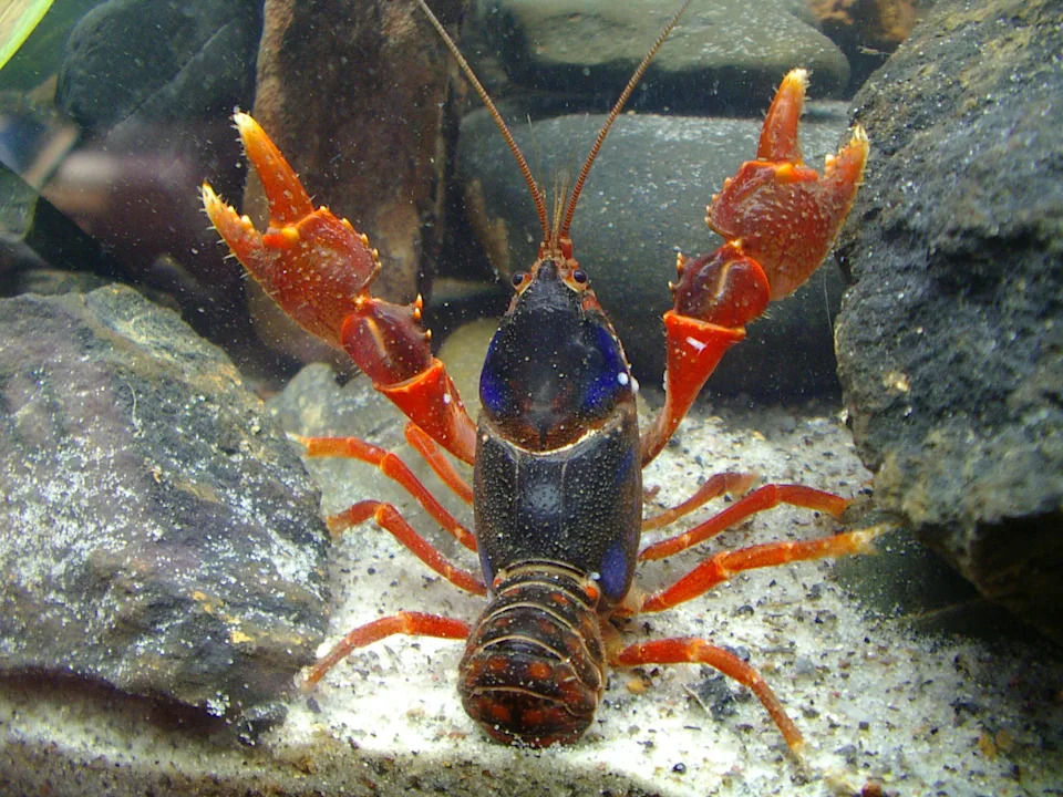 Close up of a Euastacus yigara with its claws up.