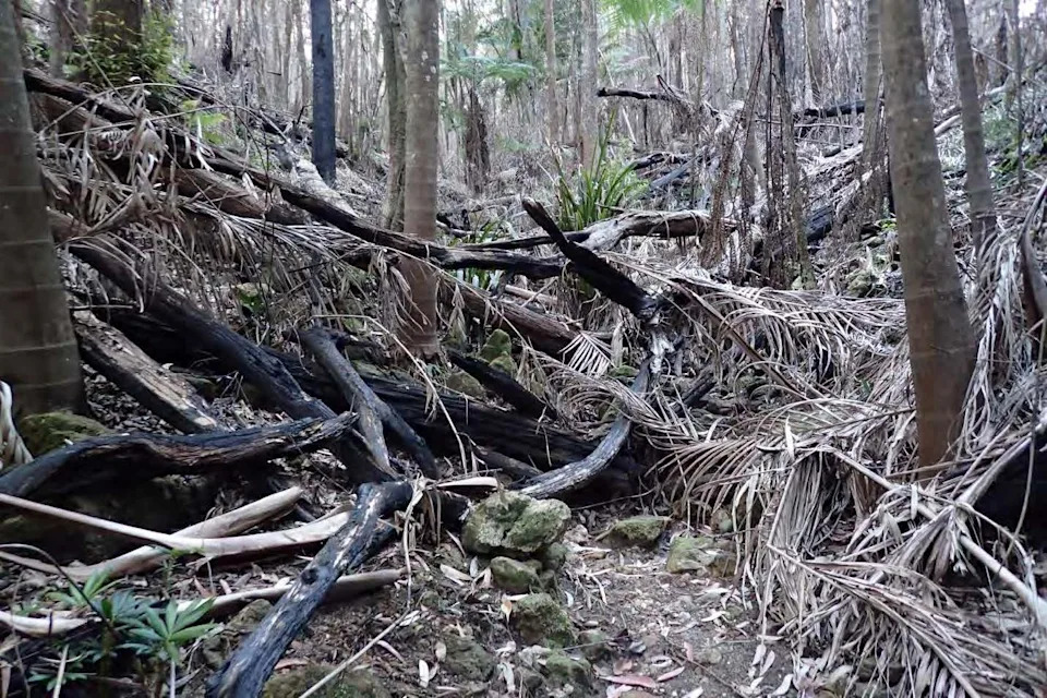 A dried-up creek in the Whian Whian State Forest in 2025.