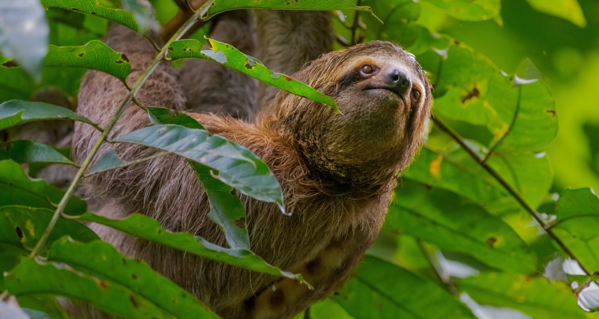 Sloth genome study reveals how 'jumping genes' shape metabolism