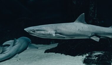 Sharks are roughly 450 million years old — older than trees, older than forests, older than the first broad leaves. When they first appeared, life on land was still mostly low, simple mats of early plants, and nothing had yet learned how to grow into a forest.